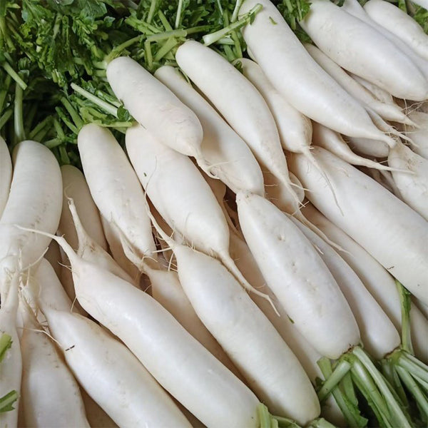'Nanpanzhou' Radish Seeds, 20g