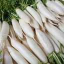 'Nanpanzhou' Radish Seeds, 20g