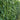 Long Dragon Cowpea Seeds, 200g