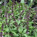 Licorice Basil, 100 ~ 150 Seeds