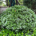 Pittosporum tobira, 100 Seeds