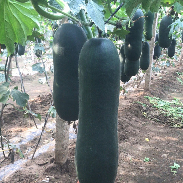 Black Skin Winter Melon Seeds, 50 Seeds