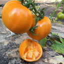 'Golden Apple' Big Yellow Tomato Seeds, 20 Seeds