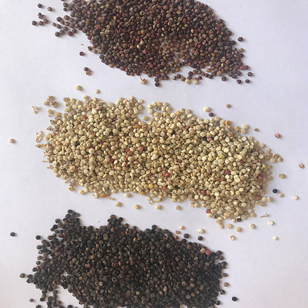 Tri-Color Quinoa Seeds, 30 Grams ≈ 11000 Seeds