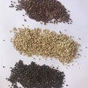 Tri-Color Quinoa Seeds, 30 Grams ≈ 11000 Seeds