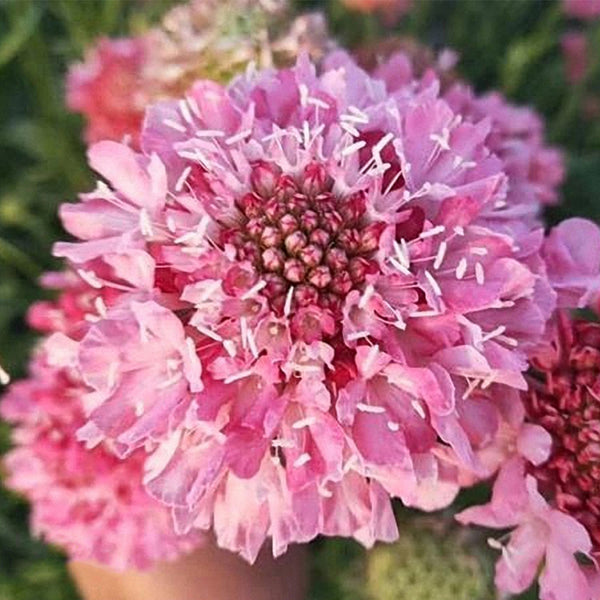 Purple-red Pincushion Flower Seeds, 200 Seeds