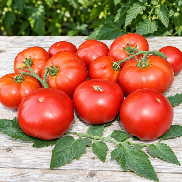 369 Dwarf ZSO Tomato, 5 Seeds