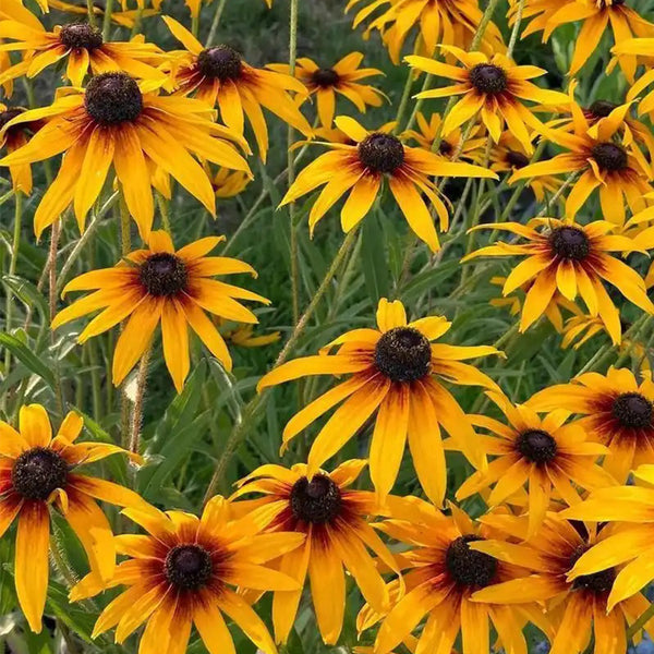 Hezhichun Tall Black-eyed Susan Seeds, 1g