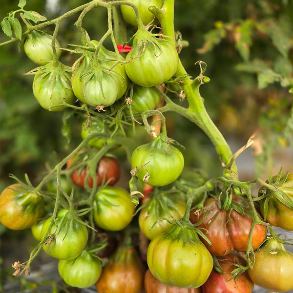 649 Ravenna Old Heart Tomato, 5 Seeds