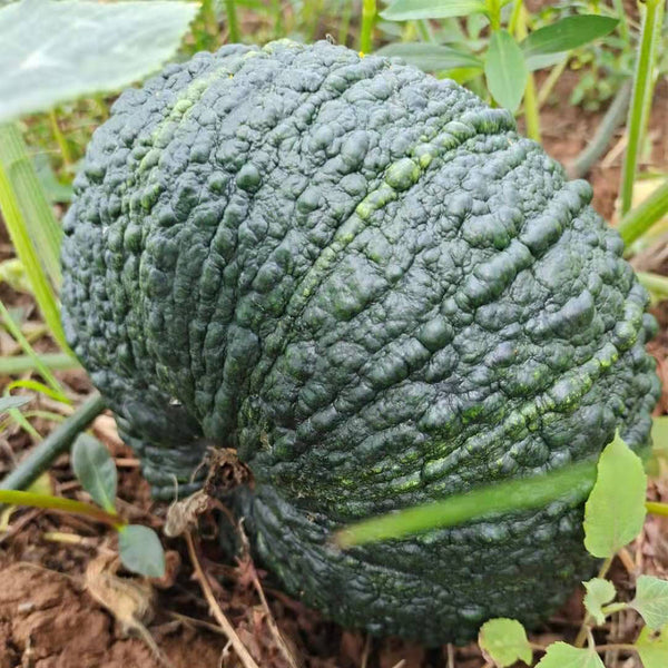 Thai 'Gold Coin' Pumpkin Seeds, 10 Seeds