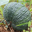 Thai 'Gold Coin' Pumpkin Seeds, 10 Seeds
