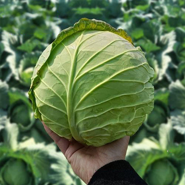 Xingyou Zhonggan 11 Cabbage, 1000 Seeds