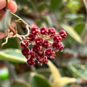Hoya rosita, 5 Cuttings