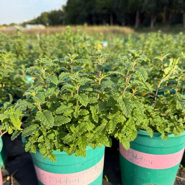 Strawberry Mint, 50 ~ 100 Seeds