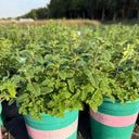 Strawberry Mint, 50 ~ 100 Seeds