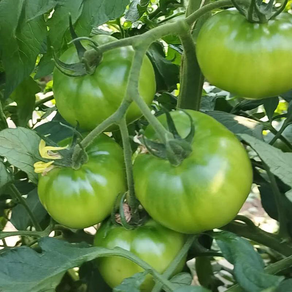 Super Sweet Sandy Green Tomato, 100 Seeds