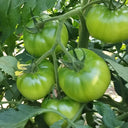 Super Sweet Sandy Green Tomato, 100 Seeds