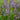 Barbed Skullcap, 100 Seeds
