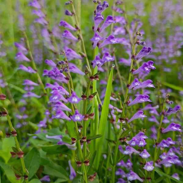 Barbed Skullcap, 100 Seeds