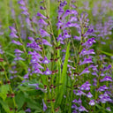 Barbed Skullcap, 100 Seeds