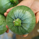 Shengfeng Dark Jade Zucchini Seeds, 10g