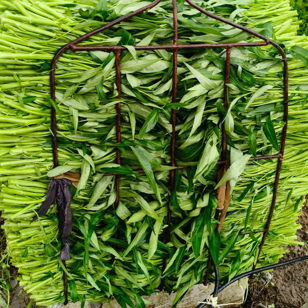 Bamboo Leaf Water Spinach Seeds, 30g