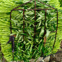 Bamboo Leaf Water Spinach Seeds, 30g
