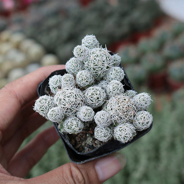 Mammillaria gracilis fragilis 'Thimble Cactus', 3-4cm