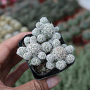Mammillaria gracilis fragilis 'Thimble Cactus', 3-4cm