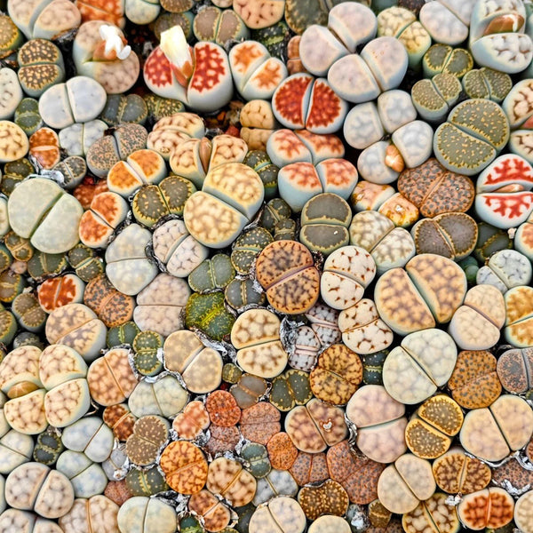 Mixed Lithops, 1000 Seeds