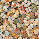 Mixed Lithops, 1000 Seeds