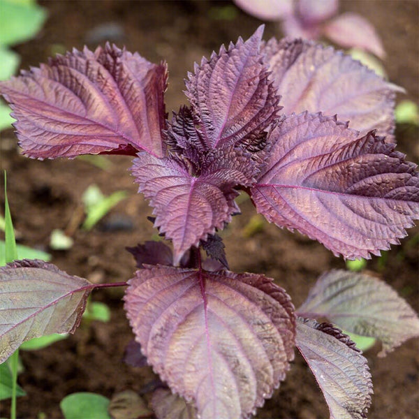 'Zifei' Purple Perilla Seeds, 5 Grams ≈ 3500 Seeds