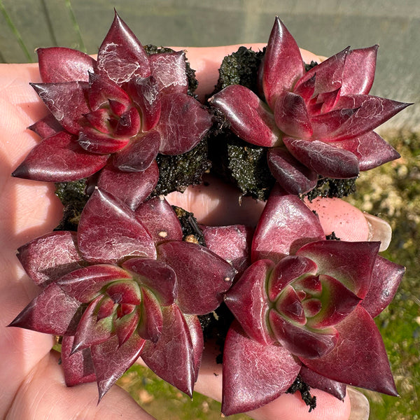 Echeveria cv. 'Robin', 2pcs x 1-head