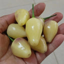 Seven-Colored Pickling Pepper, 100 Seeds
