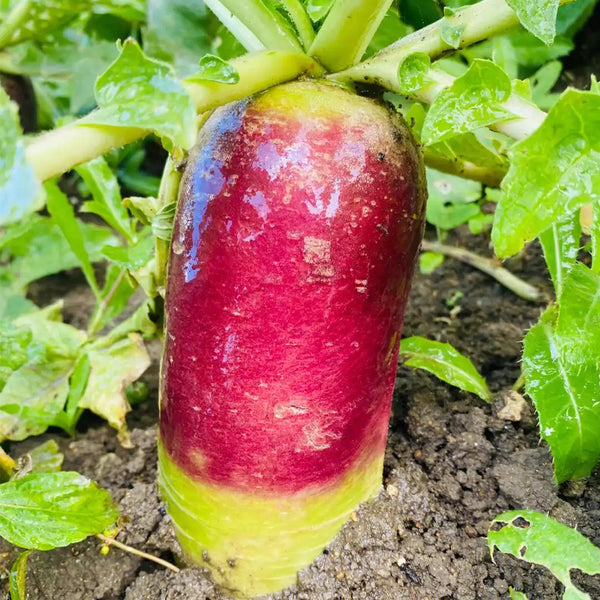 Ice Cream Radish Seeds, 50 Seeds