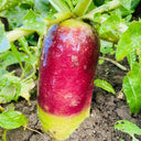 Ice Cream Radish Seeds, 50 Seeds