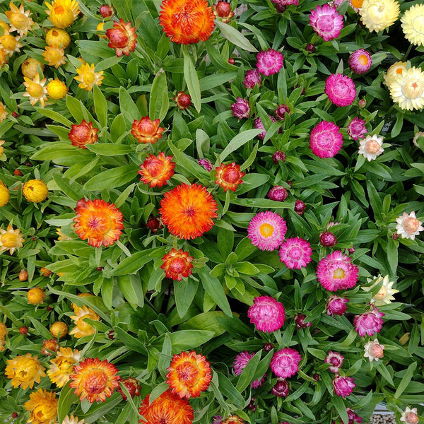 Tall Strawflower Mix, 100 Seeds