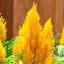 Hezhichun Yellow Feathered Cockscomb Seeds, 1g
