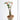 TD001 Jatropha podagrica, 1 Live Plant