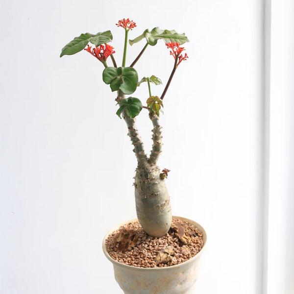 TD001 Jatropha podagrica, 1 Live Plant