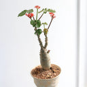 TD001 Jatropha podagrica, 1 Live Plant