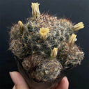Mammillaria prolifera, 4-5cm