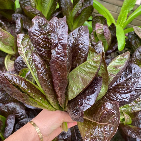 'Creamy Peacock' Lettuce Seeds, 2g