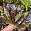 'Creamy Peacock' Lettuce Seeds, 2g