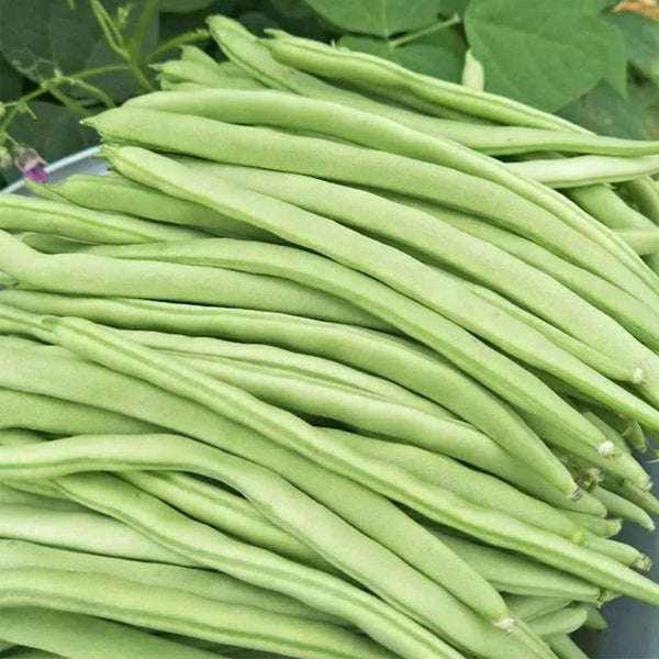 'Shuangqing Yudou' Snap Bean Seeds, 25g
