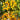 871 Dutch Orange Beer Tomato, 5 Seeds