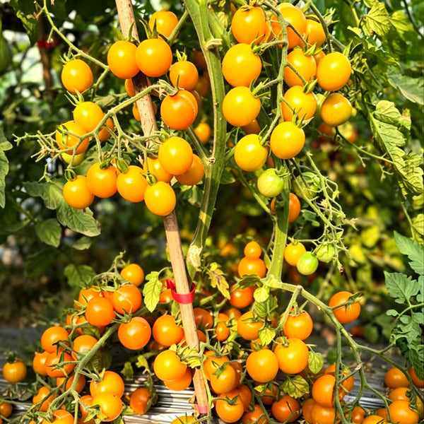 871 Dutch Orange Beer Tomato, 5 Seeds