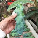 Myrtillocactus geometrizans 'Fukurokuryuzinboku', 9-11cm