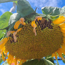 Dwarf Edible Sunflower Seeds, 10g