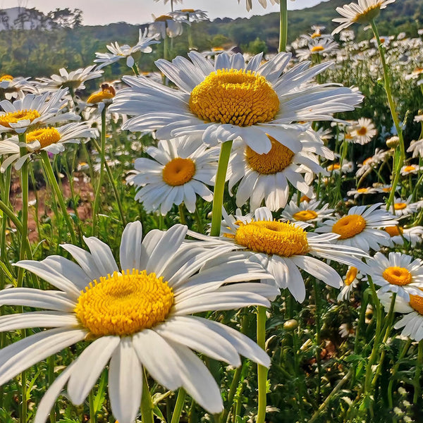 White Max Chrysanthemum, 600 Seeds